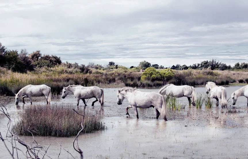 Petite Camargue
