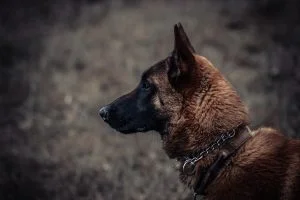 Lire la suite à propos de l’article Ouverture d&rsquo;une maison de retraite pour chiens policiers à Marseille