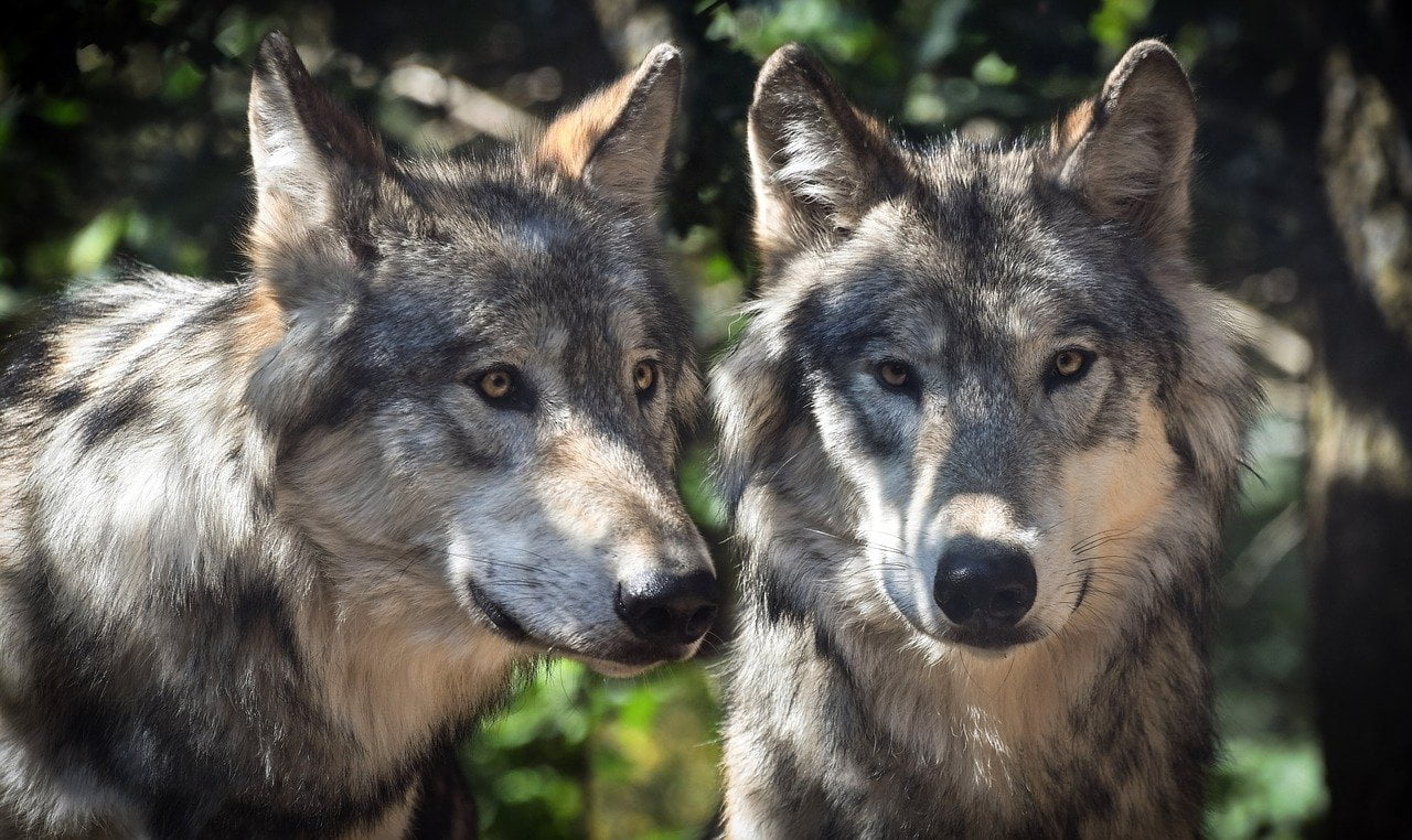 You are currently viewing La présence de loups confirmée dans le parc national des Calanques