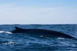 Lire la suite à propos de l’article Un rorqual aperçu dans le Parc National des Calanques !